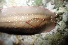 Triboniophorus graeffei