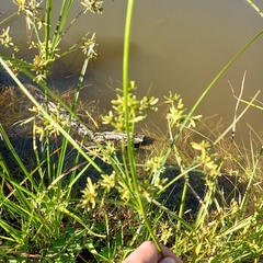 Cyperus ochraceus
