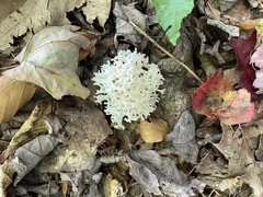 Clavulina coralloides