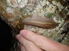 Triboniophorus graeffei