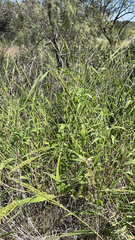 Urochloa texana