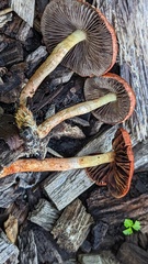 Leratiomyces ceres