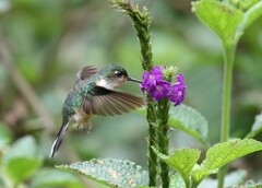 Phlogophilus harterti