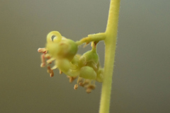 Simarouba versicolor