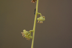 Simarouba versicolor