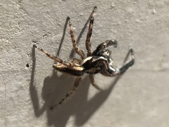 Menemerus bivittatus