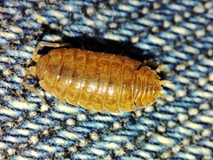 Porcellio debueni