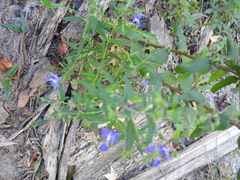 Trichostema setaceum