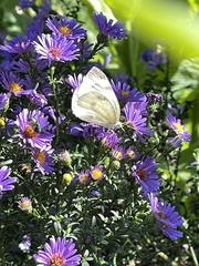 Pontia occidentalis