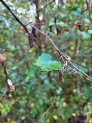 Betula pendula