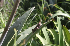 Melanoplus differentialis