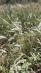 Digitaria californica