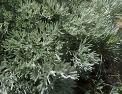 Artemisia