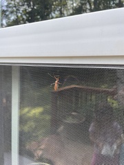 Rocconota annulicornis