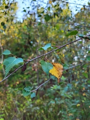 Betula pendula