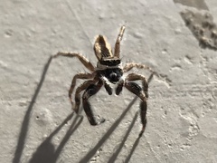 Menemerus bivittatus