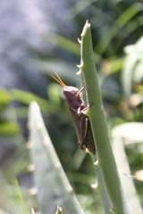 Melanoplus differentialis