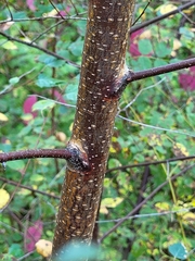 Betula pendula