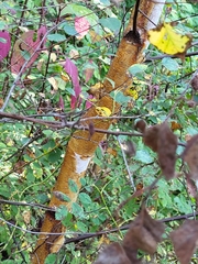 Betula pendula