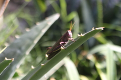 Melanoplus differentialis