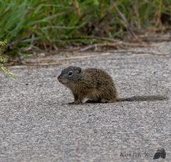 Poliocitellus franklinii