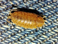 Porcellio debueni