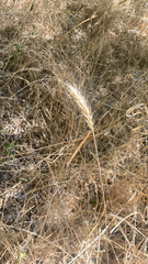 Elymus virginicus