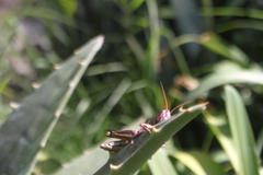 Melanoplus differentialis