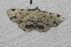 Sandava scitisignata