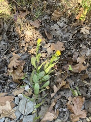Solidago radula