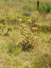 Leucadendron floridum