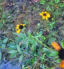 Rudbeckia tenax