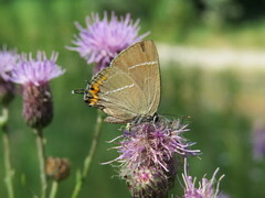 Satyrium w-album