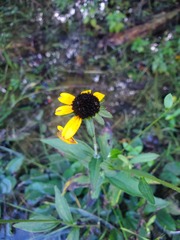 Rudbeckia tenax