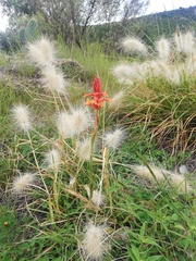 Dichromanthus cinnabarinus