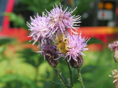 Dasypoda