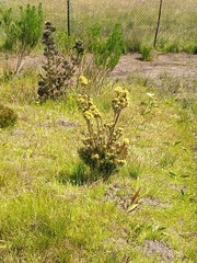 Leucadendron floridum