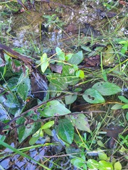 Rudbeckia tenax