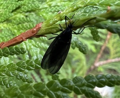 Penthetria heteroptera