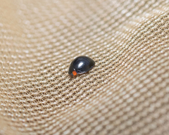 Parexochomus nigromaculatus