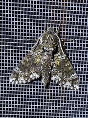 Dolba hyloeus