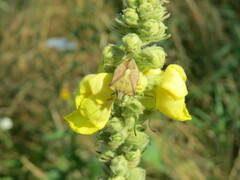 Carpocoris fuscispinus