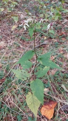 Eurybia