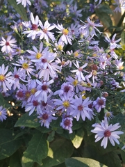 Symphyotrichum shortii