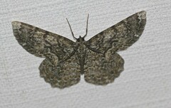 Amblychia subrubida