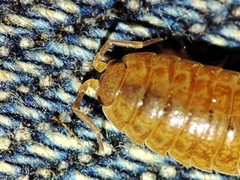 Porcellio debueni