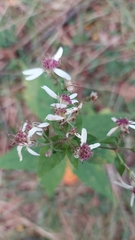 Eurybia