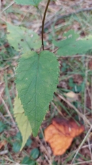 Eurybia
