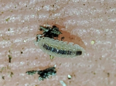 Haplophthalmus