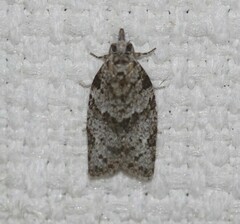 Isotenes miserana